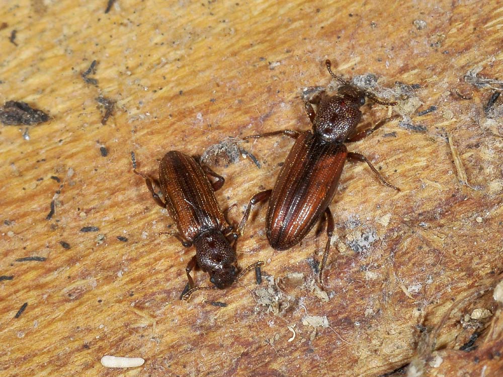 Bothrideres bipunctatus (Bothrideridae)